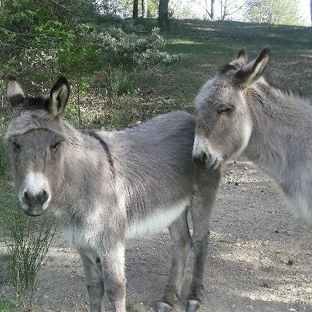 Les Roches אורחן
